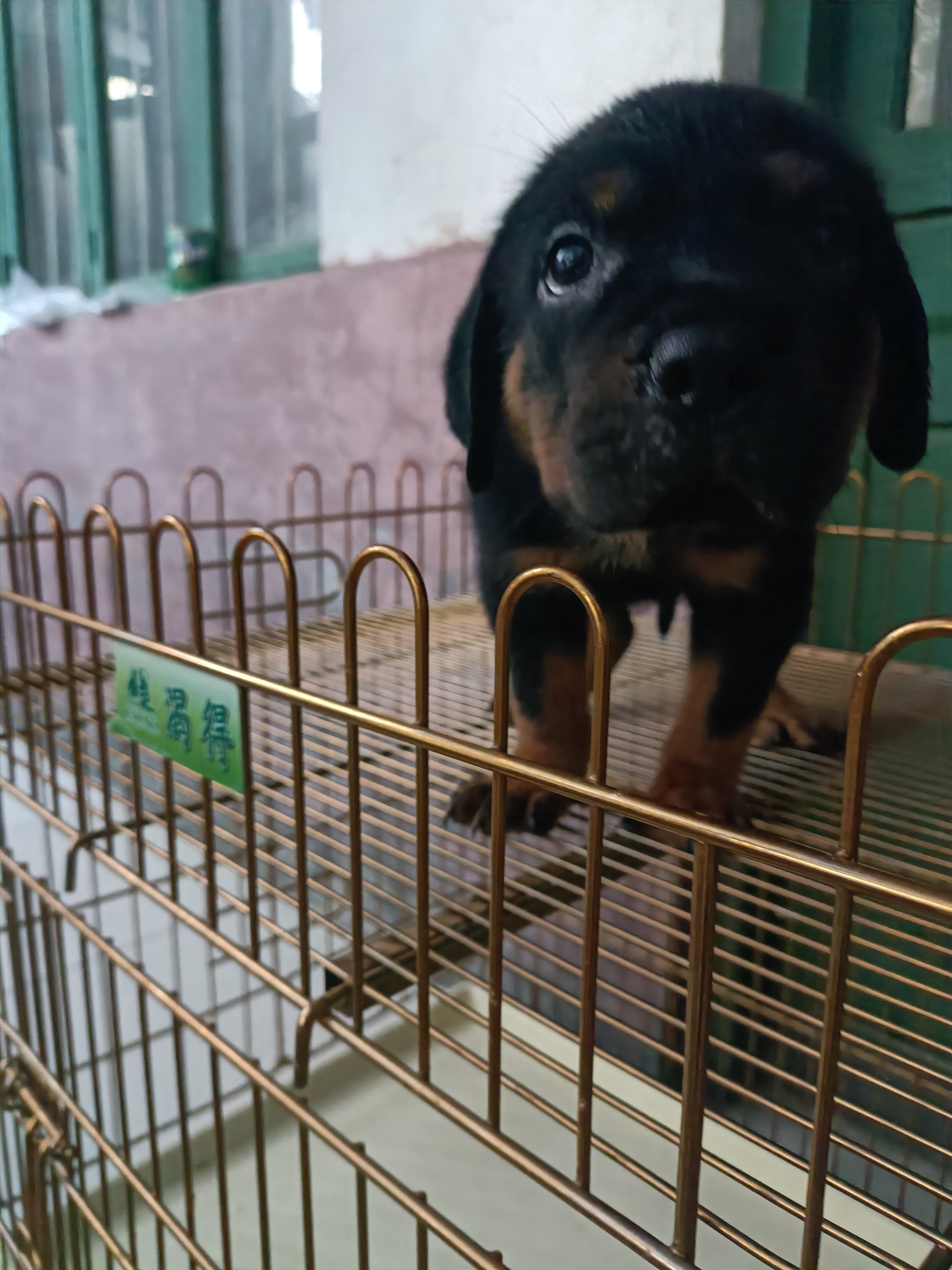 罗威纳
